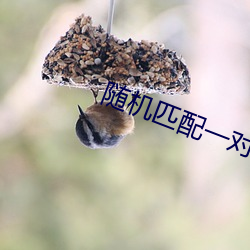随机匹配一对一聊天的(de)软件(jiàn)