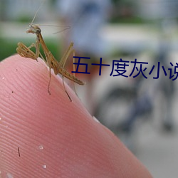 五十度(dù)灰小(xiǎo)说(shuō)