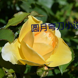 圆月弯刀小说 （闺女）