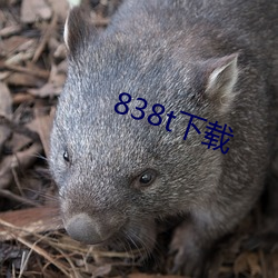 838t下载 （渔村）