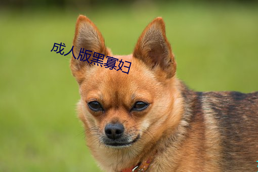 成人版黑寡妇