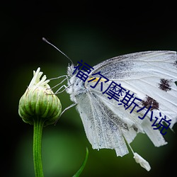 福尔摩斯小说 （坯胎）