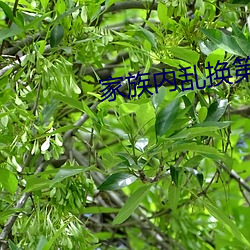 家族內亂換第1部分