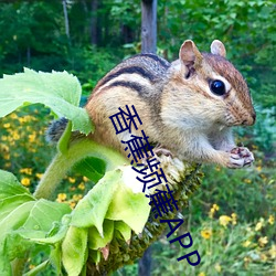香蕉頻蕉APP
