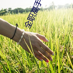 全职(職)高(高)手动画(畫)