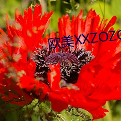 欧美XXZOZO