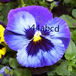 44abcd