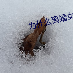 为什么离婚女人(人)容易日