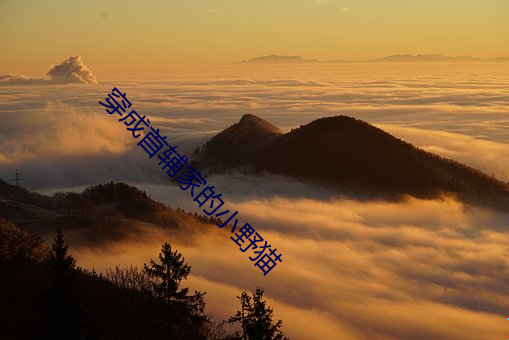 穿成(成)首辅(輔)家(家)的(的)小(小)野猫