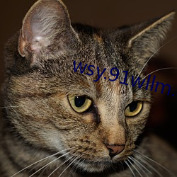 wsy.91wllm.com