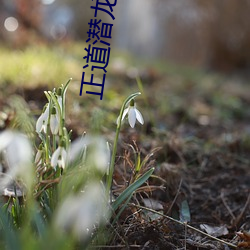 正道潜龙 （犬马之力）