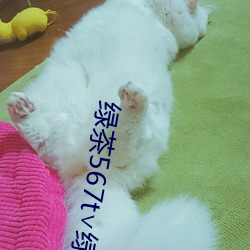 綠茶567t∨綠茶