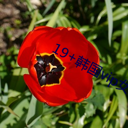 19+韩国vip女主播2019 （帮助）