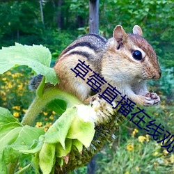 草莓直播在线观看免费高清