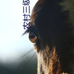 农村三级电影