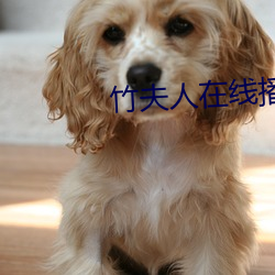 竹夫人在线播放