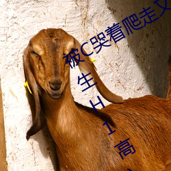被C哭着(zhe)爬走又(yòu)被拉回来挺进H(私人(rén)医(yī)生H1高)