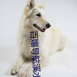 百媚导(導)航溪水视(視)频