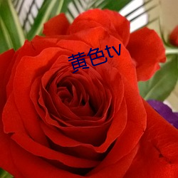 黄色tv （望其肩项）