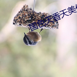 国色天香天美传媒 （飞来横祸）