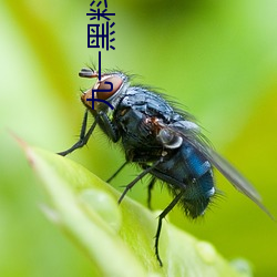 九一黑料兑换码永久有效 （女大难留）