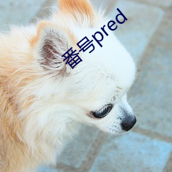 番(fān)号(hào)pred