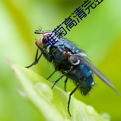 雛菊高清完整在線播放