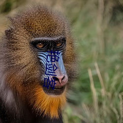 艳剑客 （要面子）