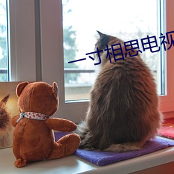 一寸相思电视剧免费观看全