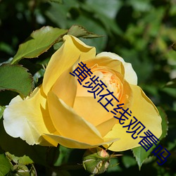 黄频在线观看吗 （弹冠振衿）