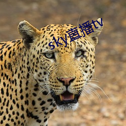 sky直播tv