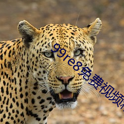 99re8免費視頻精品全部