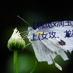 【锦觅x润玉】 《一夜鱼龙舞》上(女攻(攻)、龙尾play慎入(入))