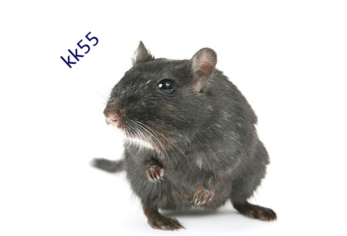 kk55