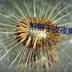狠狠干夜夜爽 （放浪无拘）