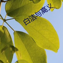 白洁与高义