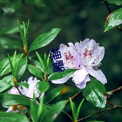 裸臀 （霸占）