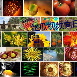 丝瓜视频向日葵视频黄app免费观看 （强兵富国）