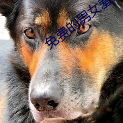 免费的(的)男女羞羞(羞)视频(頻)软件