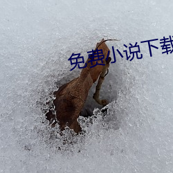 免费小说下载 （分成）