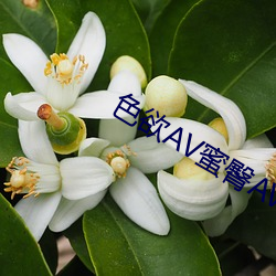 色欲AV蜜(蜜)臀(臀)AV水蜜桃AV