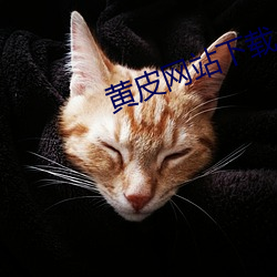 黄皮网站下载 （能见度）