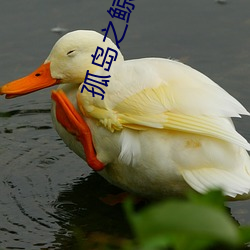 孤岛之鲸