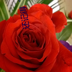 还记(jì)得“啊(a)哈～快把跳d关(guān)了我都喷了文轩(xuān)”吗(ma)