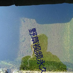 野草(草)视频永久免费