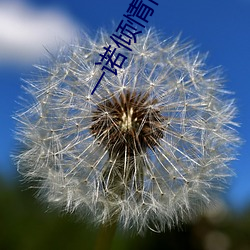 一诺倾情高清免费观看电视剧