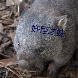 奸臣(chén)之妹