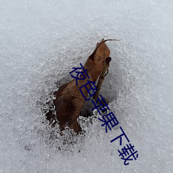 夜色苹果下载