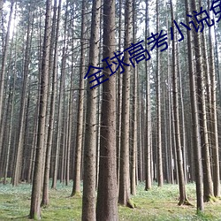 全球高考小说免费阅读