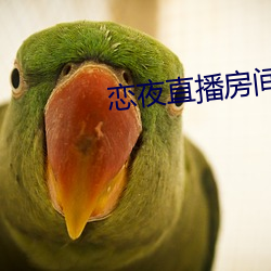 恋夜直播房间